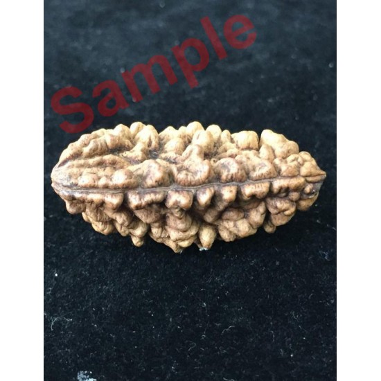1 Face/Mukhi Certified Rudraksha with X-Ray Report