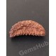 1 Face/Mukhi Certified Rudraksha Premium Quality