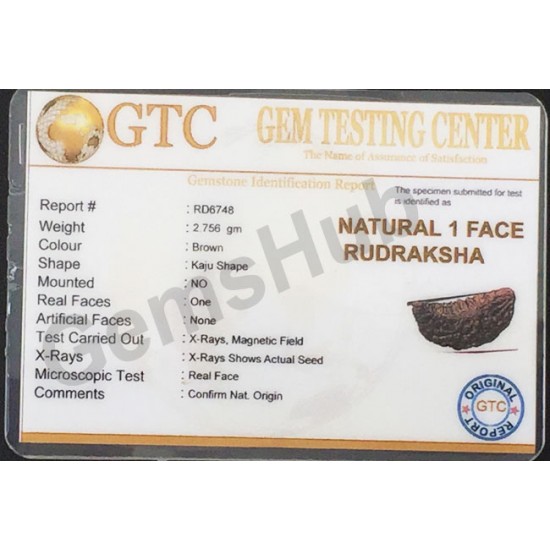 1 Face/Mukhi Certified Rudraksha Premium Quality