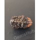 1 Face/Mukhi Certified Rudraksha Premium Quality