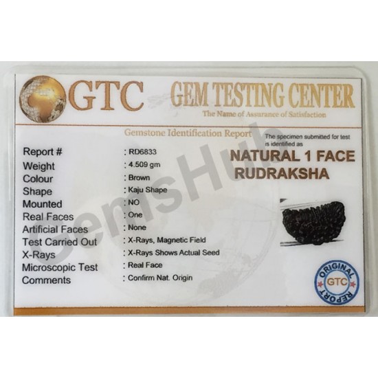 1 Face/Mukhi Certified Rudraksha Premium Quality