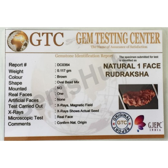 1 Face/Mukhi Certified Indonesian Rudraksha 