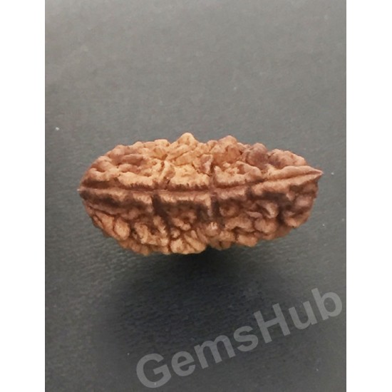 1 Face/Mukhi Certified Rudraksha Size- 30.60 mm