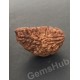 1 Face/Mukhi Certified Rudraksha Size- 30.60 mm