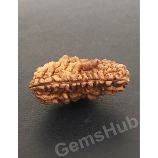 1 Face/Mukhi Certified Rudraksha Size- 30.60 mm