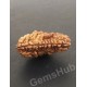 1 Face/Mukhi Certified Rudraksha Size- 30.60 mm