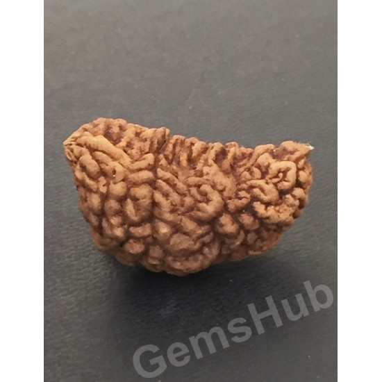 1 Face/Mukhi Certified Rudraksha Size- 30.60 mm