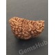 1 Face/Mukhi Certified Rudraksha Size- 30.60 mm