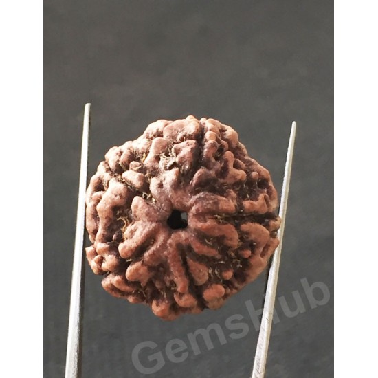 5 Mukhi Natural Certified Rudraksha Size- 22.8 mm Premium Quality