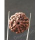 5 Mukhi Natural Certified Rudraksha Size- 22.8 mm Premium Quality