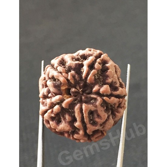 5 Mukhi Natural Certified Rudraksha Size- 22.8 mm Premium Quality