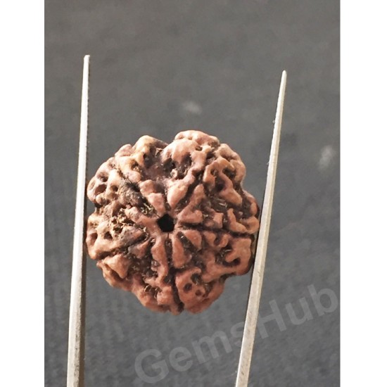 5 Mukhi Natural Certified Rudraksha Size- 21 mm Premium Quality