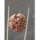 5 Mukhi Natural Certified Rudraksha Size- 21 mm Premium Quality