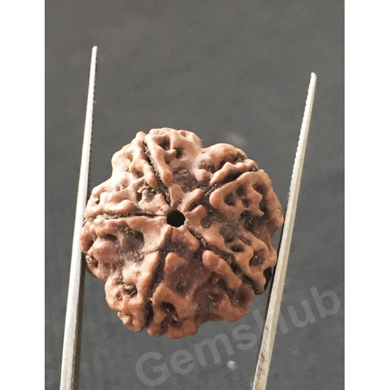 5 Mukhi Natural Certified Rudraksha Size- 21 mm Premium Quality