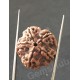 5 Mukhi Natural Certified Rudraksha Size- 21 mm Premium Quality