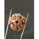 5 Mukhi Natural Certified Rudraksha Size- 20.5 mm Premium Quality