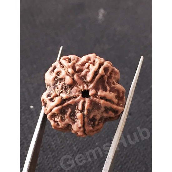 5 Mukhi Natural Certified Rudraksha Size- 20.5 mm Premium Quality