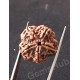 5 Mukhi Natural Certified Rudraksha Size- 20.5 mm Premium Quality