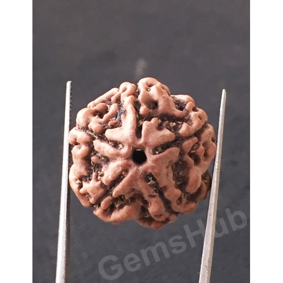 5 Mukhi Natural Certified Rudraksha Size- 20 mm Premium Quality