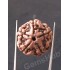 5 Mukhi Natural Certified Rudraksha Size- 20 mm Premium Quality