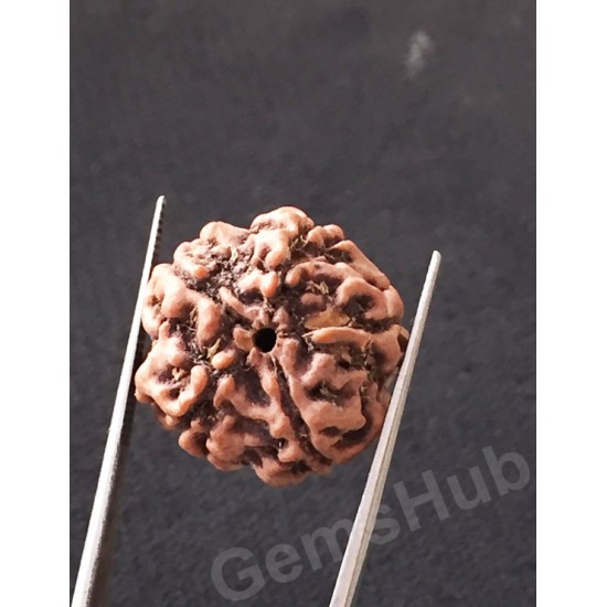 5 Mukhi Natural Certified Rudraksha Size- 20 mm Premium Quality