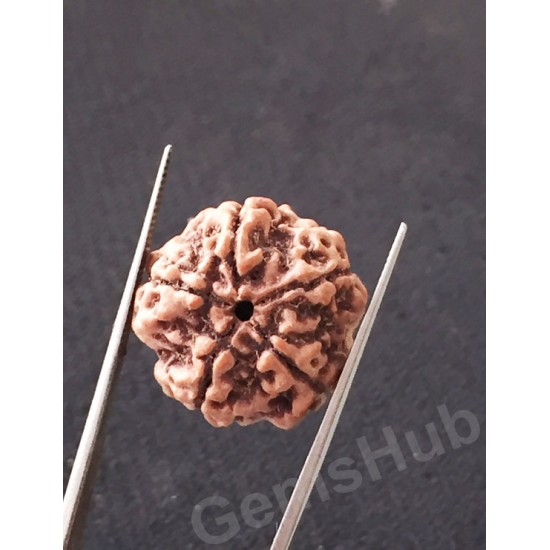 5 Mukhi Natural Certified Rudraksha Size- 20.1 mm Premium Quality