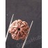 5 Mukhi Natural Certified Rudraksha Size- 21 mm Premium Quality