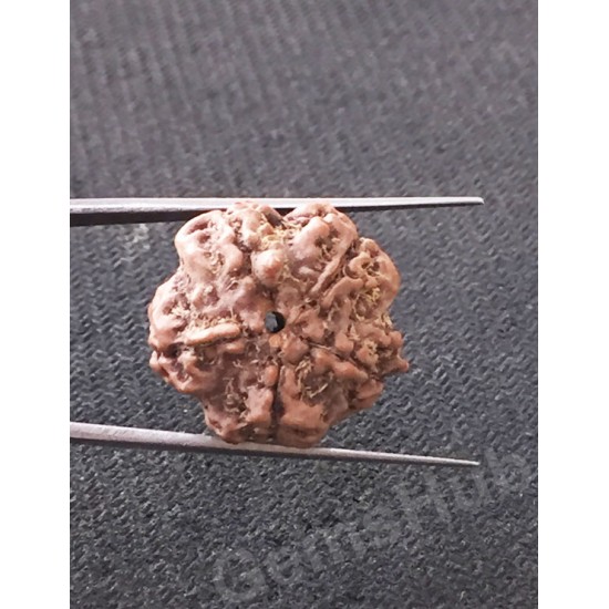 5 Mukhi Natural Certified Rudraksha Size- 21 mm Premium Quality