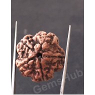 5 Mukhi Natural Certified Rudraksha Size- 21.7 mm Premium Quality