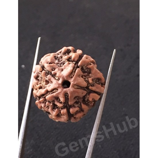 5 Mukhi Natural Certified Rudraksha Size- 21.6 mm Premium Quality