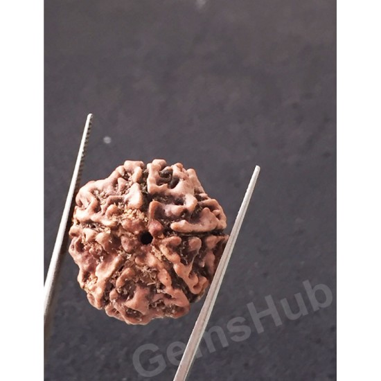 5 Mukhi Natural Certified Rudraksha Size- 21.6 mm Premium Quality