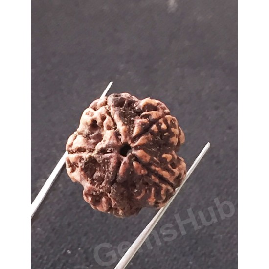 5 Mukhi Natural Certified Rudraksha Size- 21.4 mm Premium Quality