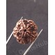 5 Mukhi Natural Certified Rudraksha Size- 21.4 mm Premium Quality