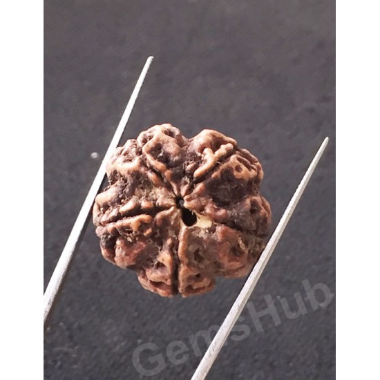 5 Mukhi Natural Certified Rudraksha Size- 21.4 mm Premium Quality