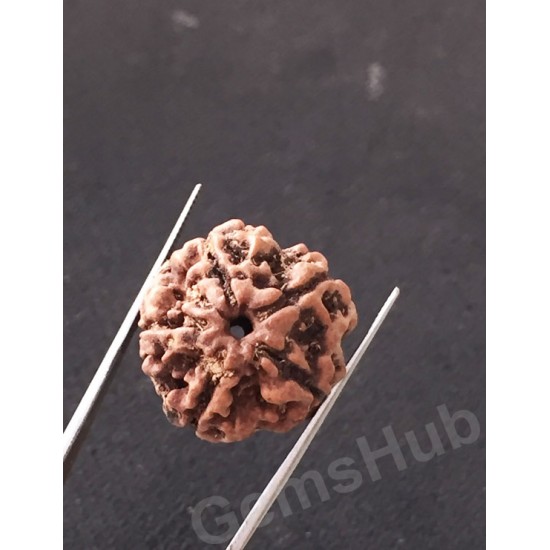 5 Mukhi Natural Certified Rudraksha Size- 21.4 mm Premium Quality