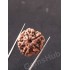 5 Mukhi Natural Certified Rudraksha Size- 21.4 mm Premium Quality