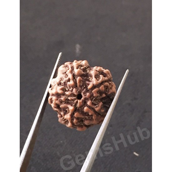 5 Mukhi Natural Certified Rudraksha Size- 21.4 mm Premium Quality