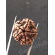 5 Mukhi Natural Certified Rudraksha Size- 21.3 mm Premium Quality