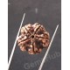 5 Mukhi Natural Certified Rudraksha Size- 21.3 mm Premium Quality