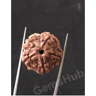 5 Mukhi Certified Nepali Rudraksha 