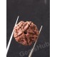 5 Mukhi Certified Nepali Rudraksha 