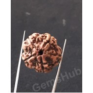 5 Mukhi Certified Nepali Rudraksha 