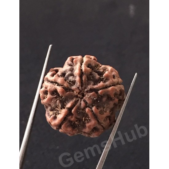 5 Mukhi Certified Nepali Rudraksha 