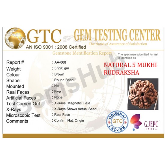 5 Mukhi Certified Nepali Rudraksha 