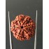 6 Mukhi Nepali Certified Rudraksha Size- 27.00 mm