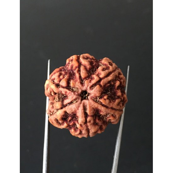 6 Mukhi Nepali Certified Rudraksha Size- 27.60mm