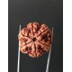 6 Mukhi Nepali Certified Rudraksha Size- 27.60mm