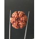 6 Mukhi Nepali Certified Rudraksha Size- 27.60mm