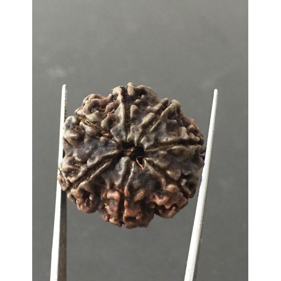 7 Mukhi Certified Nepali Rudraksha Size- 26 mm