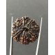 7 Mukhi Certified Nepali Rudraksha Size- 26 mm